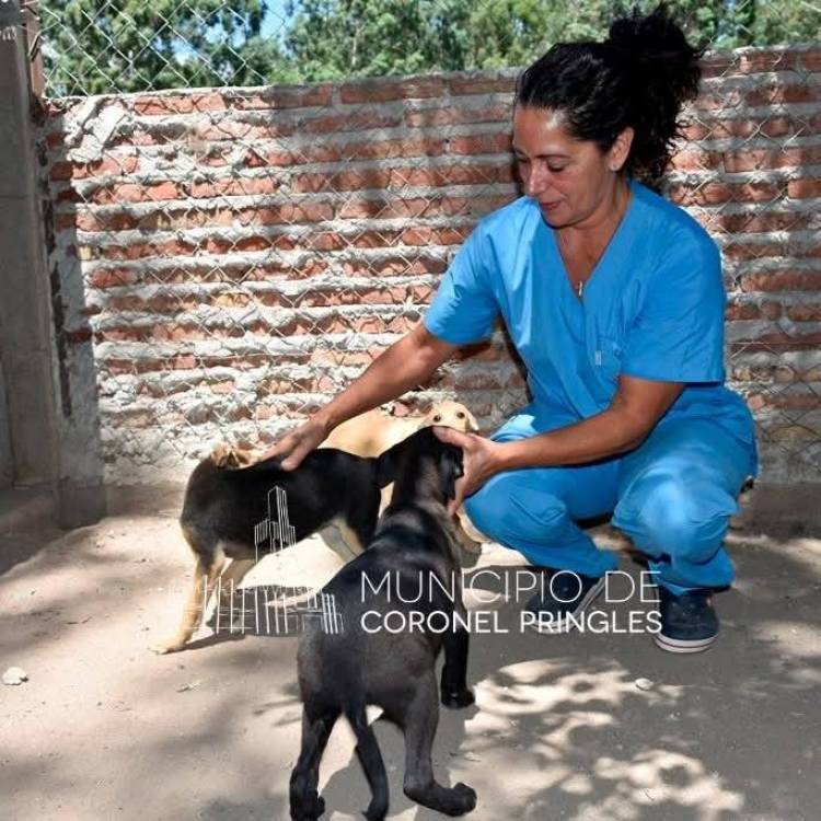 Centro Municipal de Zoonosis: Balance 2025