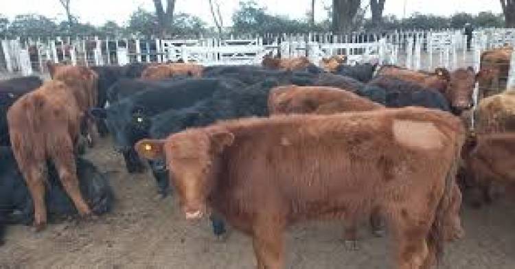 Segundo remate del año de Ganadera Salliqueló